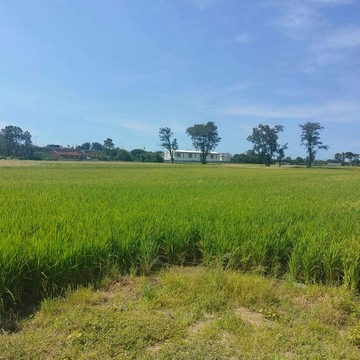 新屋槺榔736優質農地｜桃園市新屋區木康榔段下木康榔小段