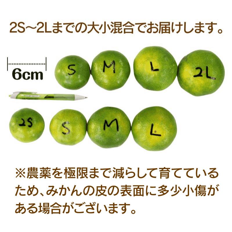 早熟温州みかん 3kg  30玉前後 送料無料 熊本 国産 極早生 ミカン 極早生 フルーツ 果物