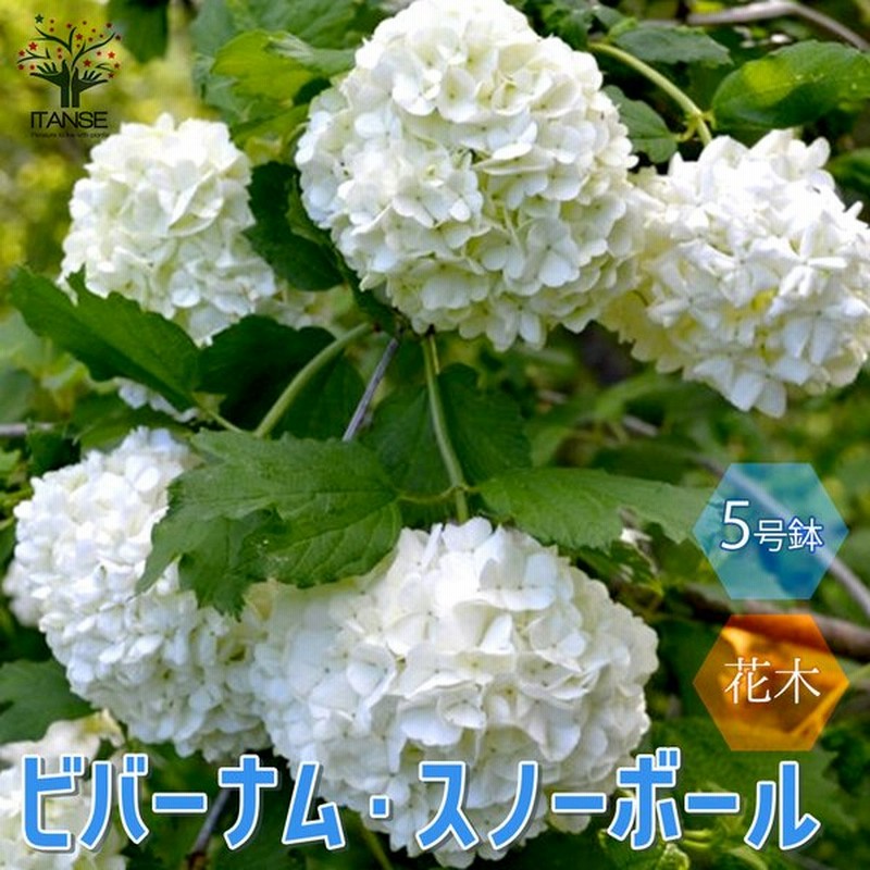 ビバーナム スノーボール 庭木 5号鉢 1個売り 庭木 植木 花木 観賞用 新生活 プレゼント 贈答 送料無料 生垣 インテリア 通販 Lineポイント最大0 5 Get Lineショッピング