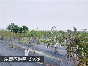 近西港花旗木步道農地*-*上賀憶如｜台南市西港區金砂段