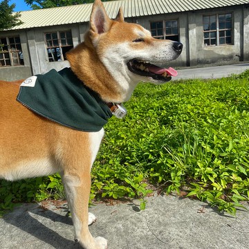 【ZhiZhiRen】三角花邊領巾-雙面花色-寵物領巾