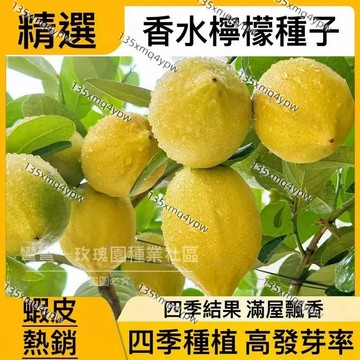現貨檸檬種子（100粒） 檸檬樹香水檸檬台灣無籽檸檬種子 青檸種子 黃金檸檬種子 榨汁檸檬 紅檸檬 四季結果 陽台庭院