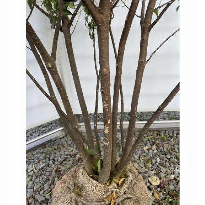 ハイノキ 8本株立ち 約2.1m 現品発送 豪華株 一点物 特大株