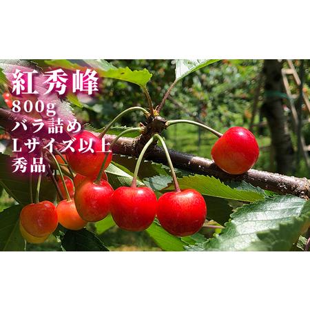 ふるさと納税  先行予約 北海道産 紅秀峰 800g バラ 秀品 Lサイズ以上 サクランボ   朝採り 当日発送 北海道仁木町