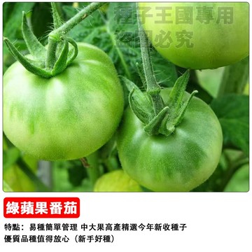 【大果綠寶石】蘋果綠番茄種子 大果番茄 青蘋果番茄 微酸甜脆 家庭菜園 陽台盆栽 生吃料理兩用