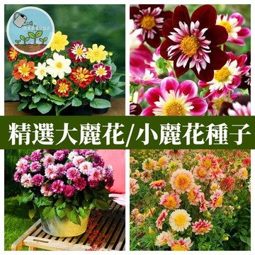 🌼觀賞大麗花種子（大理花）小麗花格子麗花庭院陽台盆栽地栽地瓜花濃香型易活花期長多年生
