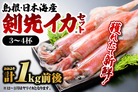 鮮魚セットE イカ