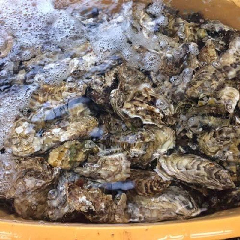 牡蠣 生がき［S］1kg 生牡蠣 殻付き 生食用 宮城県産 雄勝湾 漁師直送 生ガキ 焼きカキ BBQバーベキュー