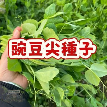 【豌豆尖種子】當季新籽 發芽率高 速生蔬菜 新手易種植  營養豐富 脆嫩可口 室內陽臺盆栽 #超優惠