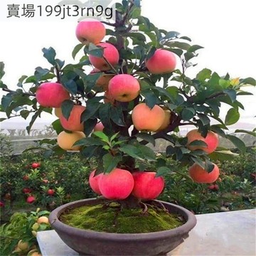 現貨 蘋果種子大全 四季種植 水果種子 冰糖心蘋果種子 紅肉蘋果種子 紅富士蘋果種子 四季播種水果種子 陽台庭院盆栽種植