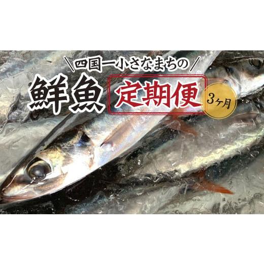 ふるさと納税 高知県 田野町 〜海の幸〜旬の朝どれ鮮魚セット カネアリ水産の鮮魚定期便３ヶ月 季節 四季 旬 春 夏 秋 冬 鮮魚 カ…