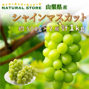 [最短順次発送]  シャインマスカット 約500g×2房 計1kg 山梨県産 秋ギフト 夏ギフト お中元 御中元