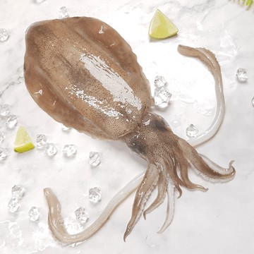 凍凍鮮免運嚴選頂級大尺寸軟絲 450g/尾