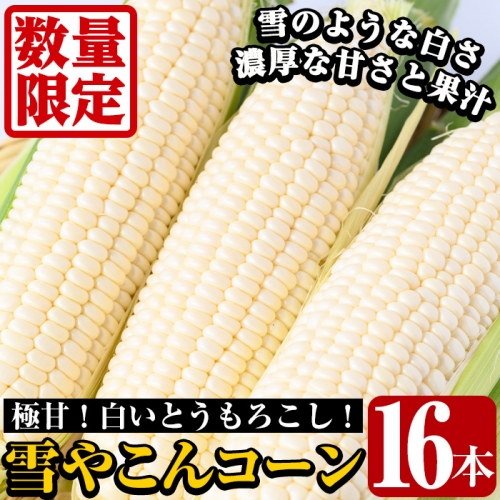 akune-24-4 ＜先行予約受付中！2024年6月下旬～8月下旬の間に発送予定＞数量限定！極甘！白いとうもろこし「雪やこんコーン」(16本)24-4