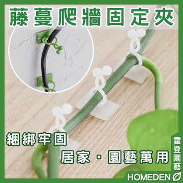 【隔日到貨】藤蔓爬牆固定夾 爬牆固定夾 爬牆固定器 藤蔓固定器 植物固定夾 固定夾 固定扣【HOMEDEN霍登園藝】