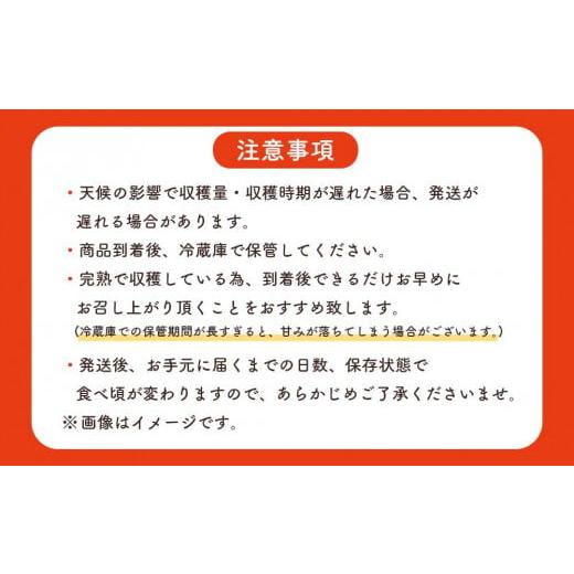 ふるさと納税 鹿児島県 南大隅町 完熟アップルマンゴー1kg