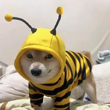 【限時特賣】寵物衣服  寵物搞怪衣服 []狗狗衣服可愛小蜜蜂衛衣泰迪比熊博美金毛柴犬中小型犬秋冬貓衣服
