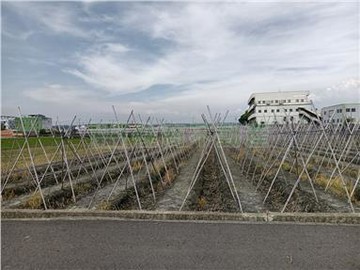 專簽大村南勢美田(1)｜彰化縣大村鄉鎮北段