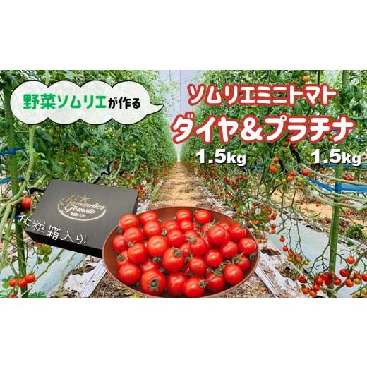 ふるさと納税 熊本県 玉名市 ソムリエミニトマト 食べ比べ3kg (プラチナ ダイヤ)