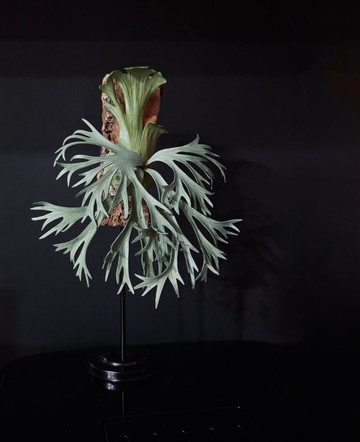 P.willinckii moonlight月光皮革鹿角蕨-透明相框