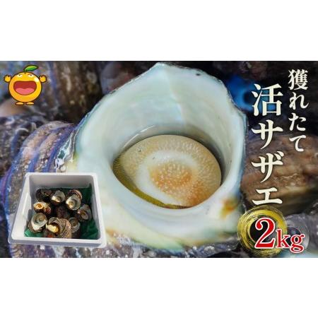 ふるさと納税 獲れたて 活サザエ 2kg（12個〜20個）さざえ 生 栄螺 壺焼きサザエ つぼ焼き 海産物 海鮮 バーベキュー BBQ 大分県産 九州産 津.. 大分県津久見市