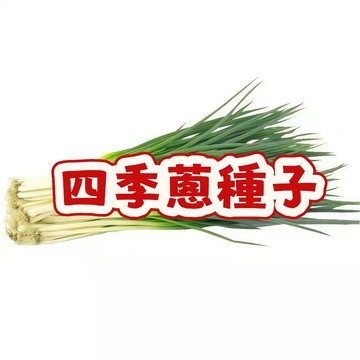 四季蔥種子 青蔥種子 台灣蔥苗 蔥仔種子 家庭菜園 陽台盆栽 蔥農推薦 易種植 新鮮香辛料 現貨當季 耐熱耐寒
