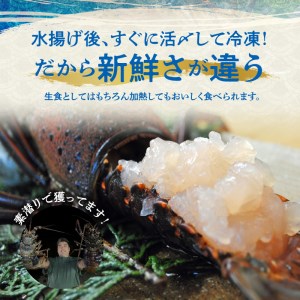 エメラルドブルーの美しい海で獲れた天然伊勢海老500ｇ（１～２尾）！