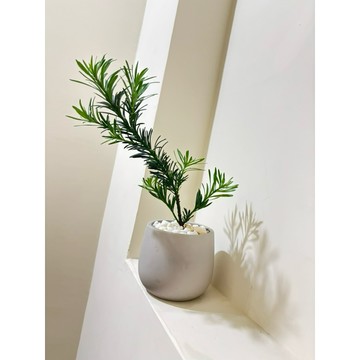 蒲田&雀舌羅漢松、小葉羅漢松 常綠小喬木 觀葉植物