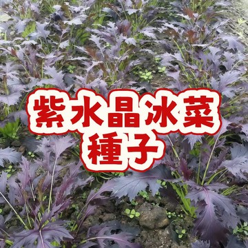 【稀有紫水晶冰菜種子 】冰晶蔬菜 自種盆栽 沙拉食材 居家種菜 陽臺農場 易種活 新鮮採收 葉菜種子 耐熱推薦