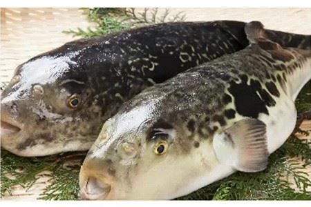 とらふぐ 唐揚げ 生姜にんにく醤油味 (約430g) とらふぐ ふぐ フグ 唐揚げ 醤油 にんにく 生姜 簡単 揚げるだけ おつまみ 冷凍 養殖 国産 大分県 佐伯市