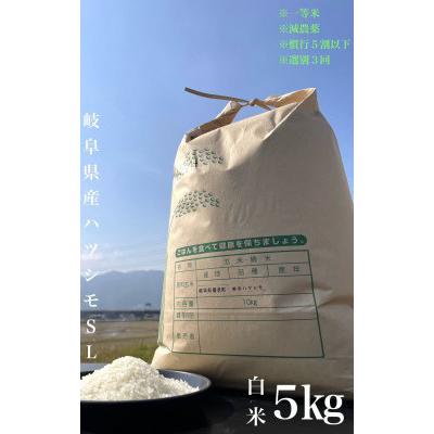 ふるさと納税 養老町 養老町産　岐阜ハツシモ　5kg　白米　全6回