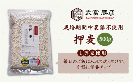 押麦 500g＜1等麦使用＞江北町産 サチホゴールデン特別栽培農産物 麦[HAJ011]