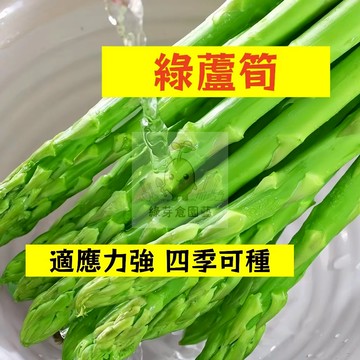 🌱早熟高產 綠蘆筍種子LS-3  四季可種 適應力強 生長勢快 抗病性強 石刁柏 易種植 高產陽台盆栽蔬菜種子