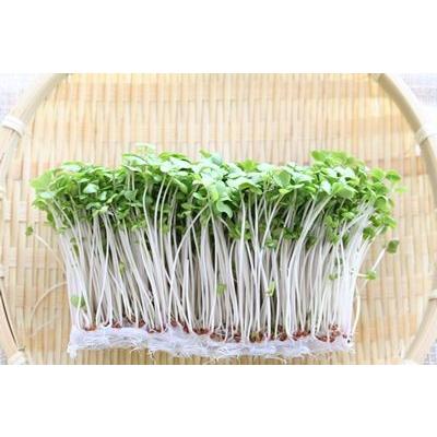 ブロッコリースプラウト 野菜 ブロッコリーの新芽 １２パック入 サラダコスモ ちこり村