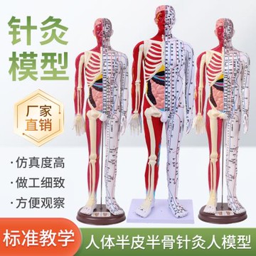 80cm半皮半肌肉解剖 60CM人體穴位模型經絡按摩男女針灸中醫教學