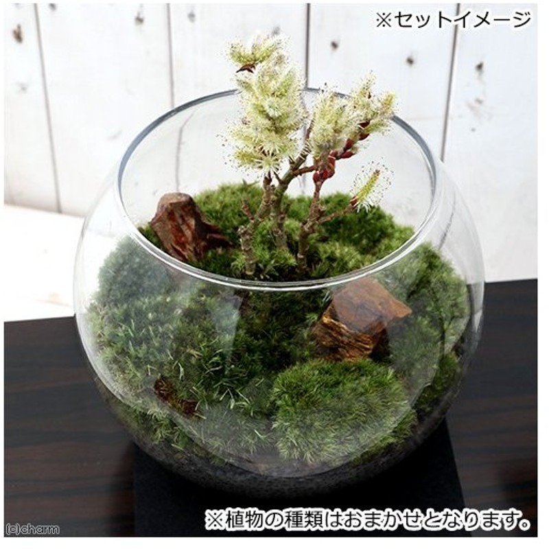 観葉植物 苔テラリウム 和景レイアウトセット おまかせ小品盆栽苗 説明書付 通販 Lineポイント最大0 5 Get Lineショッピング