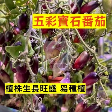 🌱早熟高產 五彩寶石番茄種子FQ-90 植株生長旺盛 口感好 高產 抗病性强 易生長 抗病抗旱易種植 高產爬藤蔬菜種子