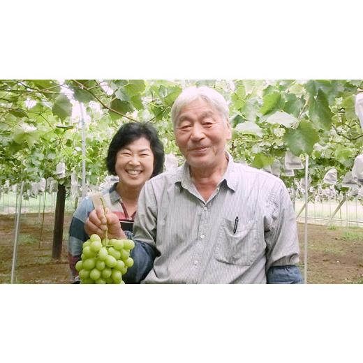 ふるさと納税 茨城県 桜川市  シャインマスカット 約1.2kg  (茨城県共通返礼品 石岡市） 開田ぶどう園 産地直送 フルーツ 甘い 直送 茨城 限定 …