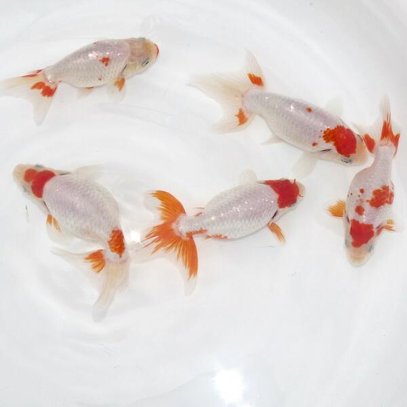 金魚)【数量限定】上物 南京(ナンキン)白〜更紗系統【国産】（１０cm前後）（１匹）(H6070)(sdd) | LINEブランドカタログ