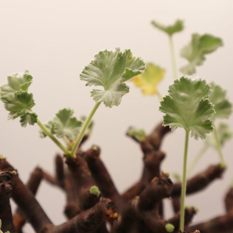 観葉植物 種類 室内 超希少品種 ぺラルゴ二ウム ミラビレ 現品 4号 黒プラスチック鉢 受皿付 塊根植物 コーデックス 多肉植物 送料無料 |  LINEブランドカタログ