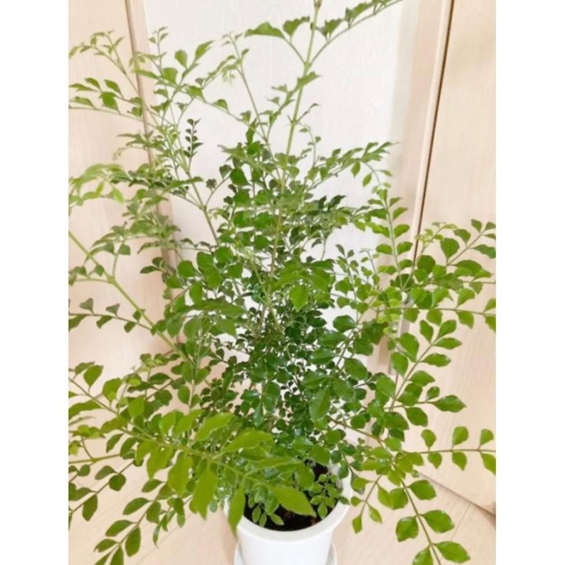 《現品》シマトネリコ　株立ち　樹高1.5ｍ（根鉢含まず）136【苗木/植木/鉢植ハンドメイド