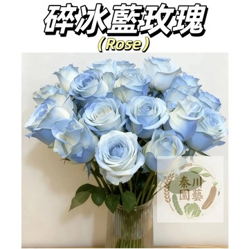 【現貨速發】碎冰藍玫瑰花籽 陽台客廳盆栽庭院可種 網紅玫瑰香水玫瑰 送給「特別的人」表達「珍貴的愛」也可用於道歉或安慰