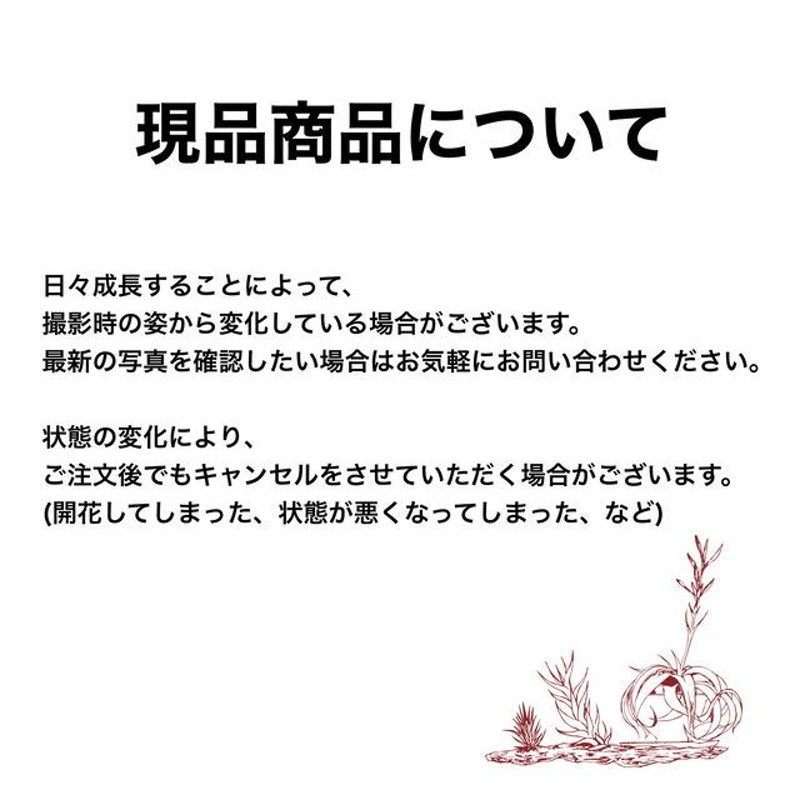 現品) コウモリラン ヒリー cv.キリン (No.40547) (ビカクシダ プラティセリウム 観葉植物 おしゃれ インテリア 吊り下げ 壁掛け  ミニ 小型 大型 室内) | LINEブランドカタログ