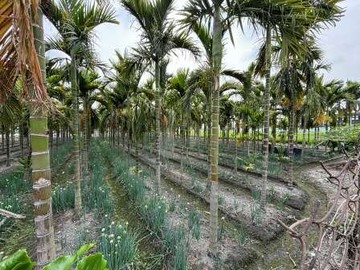 屏東土地《萬丹竹林段方正農地》｜屏東縣萬丹鄉竹林段