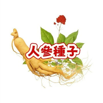 次日達-（人參種子）當季新籽 新手易種植 營養豐富 陽台庭院盆栽 可藥用食用  珍貴藥材 #超優惠
