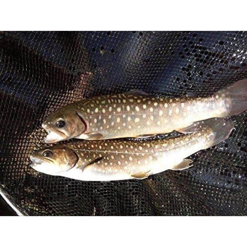 いわな 骨酒 焼き干し 5尾セット 八海山 岩魚 （1尾 約１６ｃｍ）