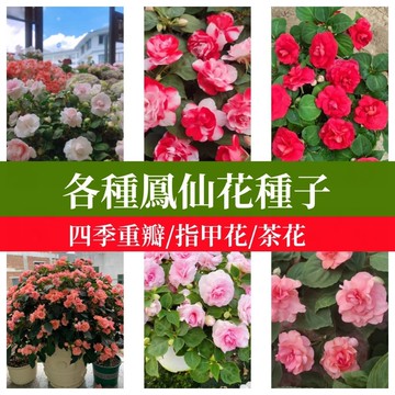 台灣原生重瓣茶花鳳仙花種子 四季開花易種陽台盆栽 庭院花卉種植 爆花神器 花仙子同款 新手園藝推薦
