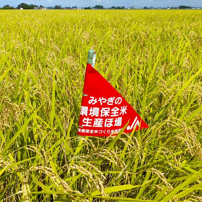 特別栽培米 宮城県登米産 環境保全米 ひとめぼれ 令和5年 白米 10kg（5kg×2） 