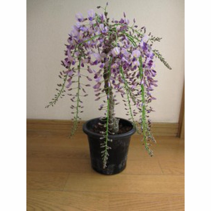 鉢植えで育てる藤 21年開花 ポット小苗 庭木 藤 お買い得な 藤 開花は四月に咲きます 通販 Lineポイント最大2 0 Get Lineショッピング