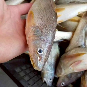 【漁讚】野生三牙魚 三牙魚 黃金鰭 現流三牙魚 三去三牙魚 新鮮三牙魚 澎湖 海鮮宅配 鮮魚